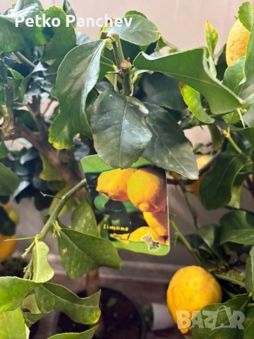 🍋🍋🍋Цитрус Лимон, снимка 8 - Градински цветя и растения - 50239217