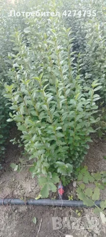 🌿Лигуструм - Жив плет🌿(0.70лв), снимка 5 - Разсади - 47670163