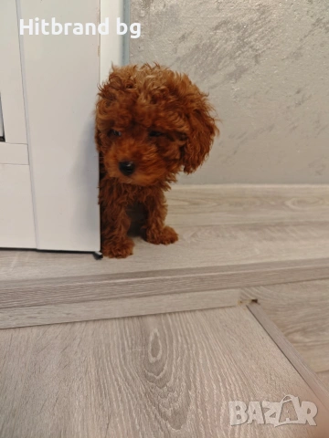 Той Пуделчета , снимка 3 - Пудели - 53353405