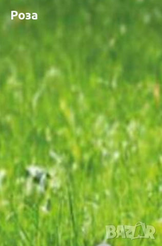 Имот в Девня, снимка 1