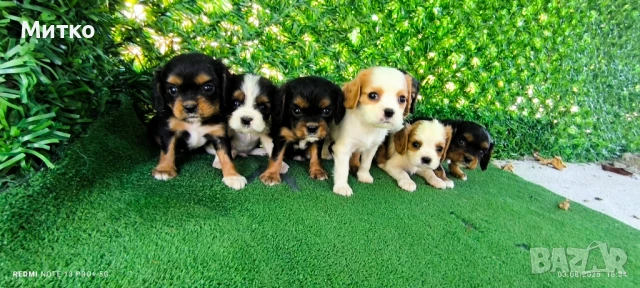 Кавалер Кинг Чарлз шпаньол , снимка 10 - Кавалер кинг чарлз шпаньол - 51169749