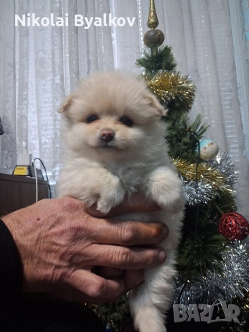 продавам кученца шпиц померан 2 момченца и 1 момиче, снимка 3 - Померан - 52893456