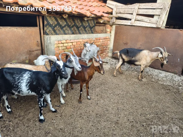Продавам 6 бр.Кози