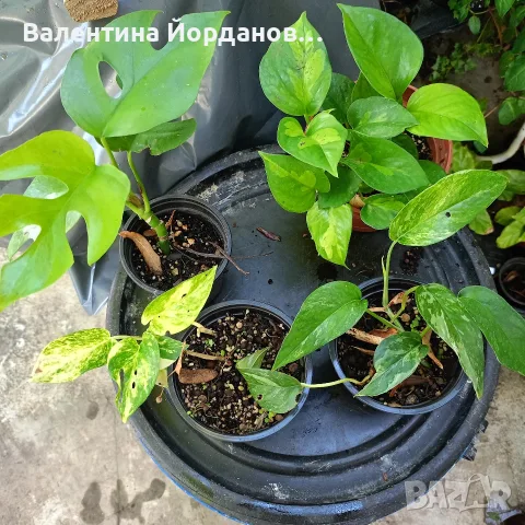комплект стайни цветя , снимка 4 - Стайни растения - 56204830