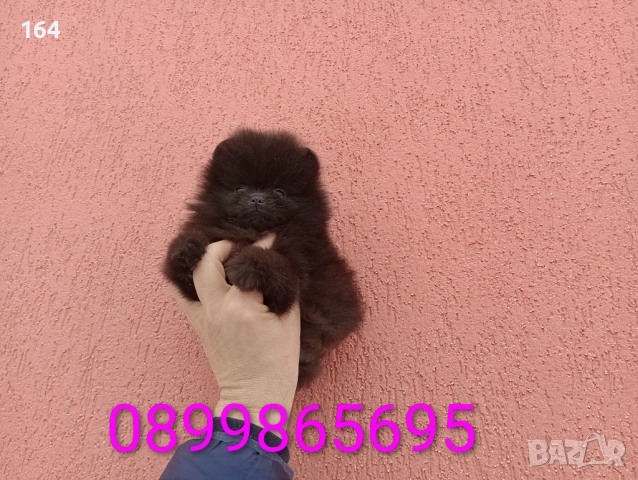 Мъжки шоколадов Померан. Реални снимки от 02.02.26 г. , снимка 3 - Померан - 53316084