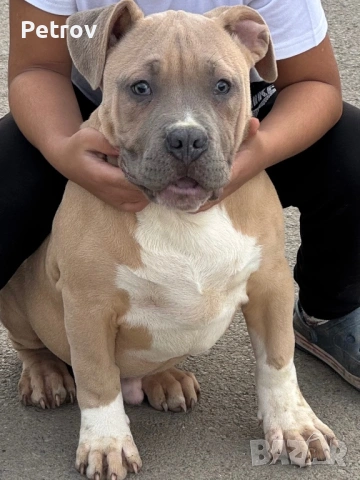 Американско були, снимка 4 - Питбул - 51911928