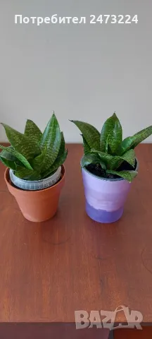 Сансевиери различни и спатифилум , снимка 10 - Стайни растения - 35698631