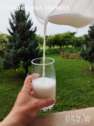 Кобилешко мляко 0,500, снимка 1 - Коне - 41168722