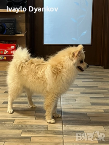 Померанче, снимка 4 - Шпиц - 52891129