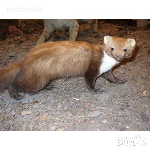 Капан за хуманно залавяне на лисица (тип клетка) с отделение за жива примамка, 100% ефективност, снимка 6 - За птици - 41043037