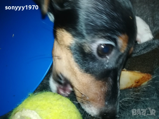 бебе ДЖАК РЪСЕЛ ТЕРИЕР 2111251016, снимка 6 - Джак ръсел териер - 52488853