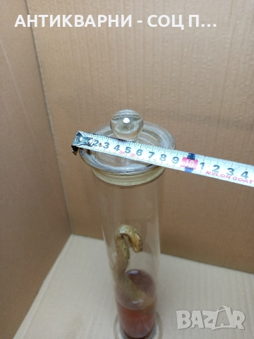 Стара Образователна Препарирана Носорога Усойница Пепелянка. , снимка 8 - Антикварни и старинни предмети - 52930839