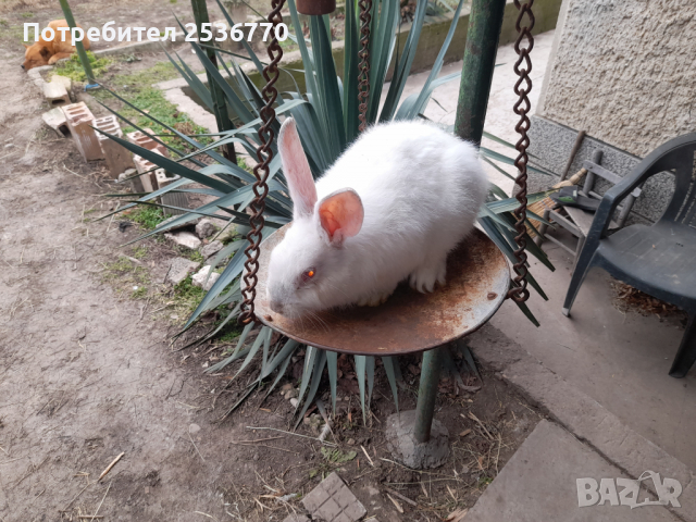 продавам заици от 2 до 6 месечна както и прясно заешко месо, снимка 4 - Други - 31970061