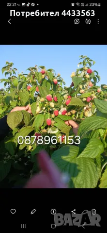 Расзад ягоди и малини , снимка 10 - Разсади - 49590414