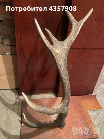 Рога на благороден Елен , снимка 2 - Декорация за дома - 51886645