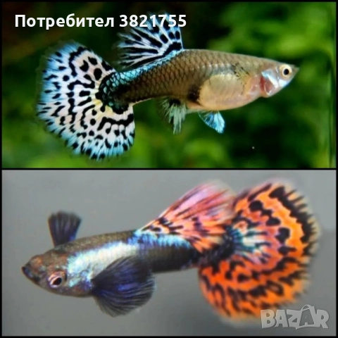 Декоративни рибки, гупи, гупи дъмбо