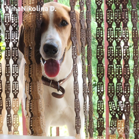 гледане на кучета в домашни условия в вила до Обзор, снимка 5 - Други - 53538213