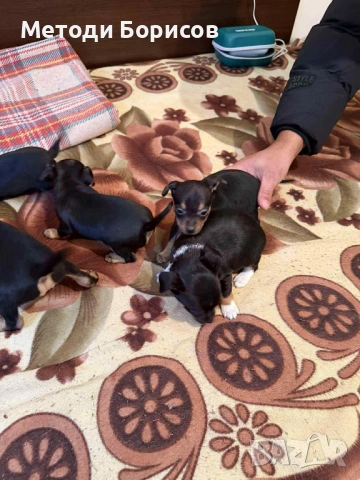 Продавам Мини Пинчери, снимка 3 - Пинчер - 53135229