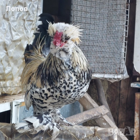 Продавам джинки, снимка 11 - други­ - 52724850