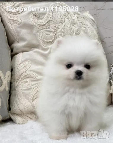 Померански шпиц,мини Померан и Померан джудже