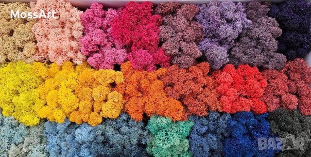 Скандинавски мъх 6лв. за 100г.