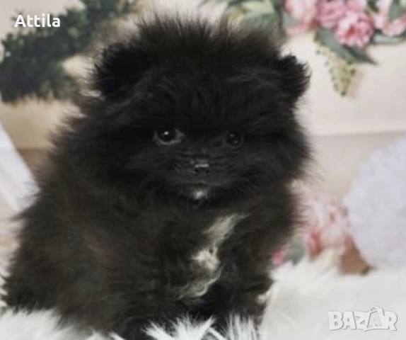  Померан – мини и джудже тип, снимка 7 - Померан - 53622471
