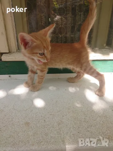 Подарявам котенца , снимка 4 - Други - 56175542