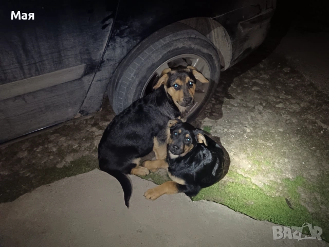 Кученца копойчета