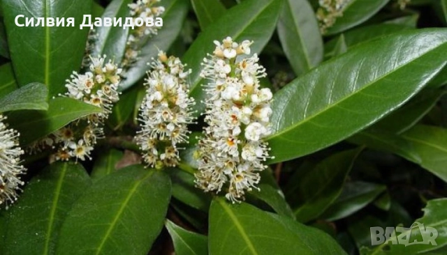 Лавровишня , снимка 14 - Градински цветя и растения - 51968758