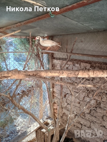 Патета мандаринки , снимка 2 - други­ - 52777386