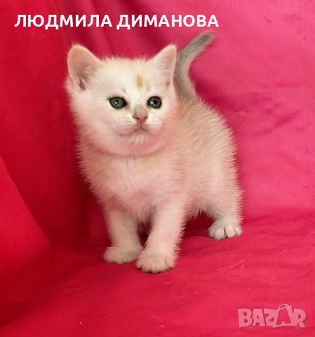 Шотландско мъжко. , снимка 6 - Британска късокосместа - 53768591