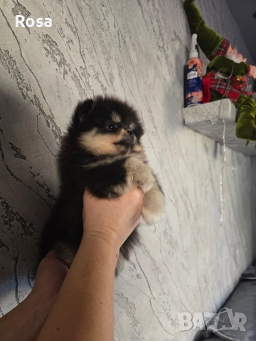 Продавам померан, снимка 3 - Померан - 52750009