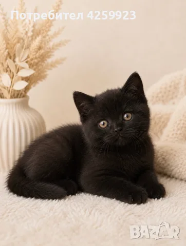     Чистокръвни британски котенца с шампионски произход 🖤