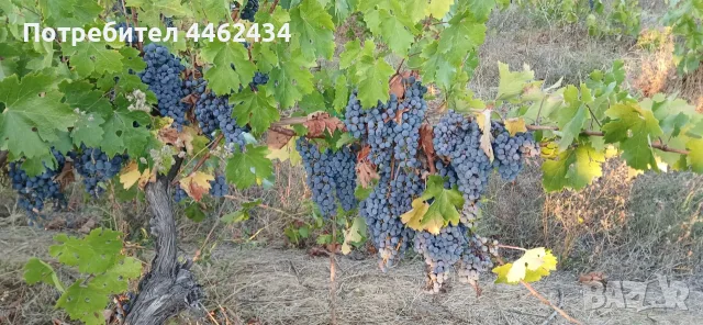 Продавам грозде Каберне Фран, снимка 6 - Други - 56307900