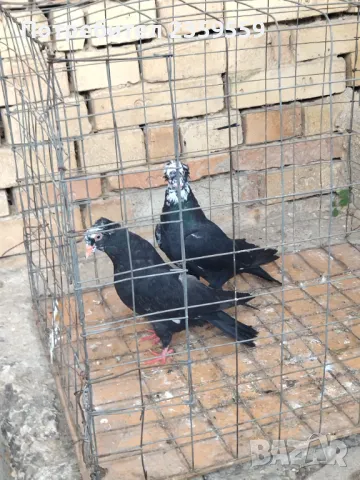 Американски високолетачи , снимка 5 - Гълъби - 48436973