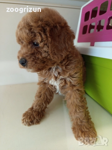 Малки кавапу пудели, снимка 8 - Пудели - 51641128