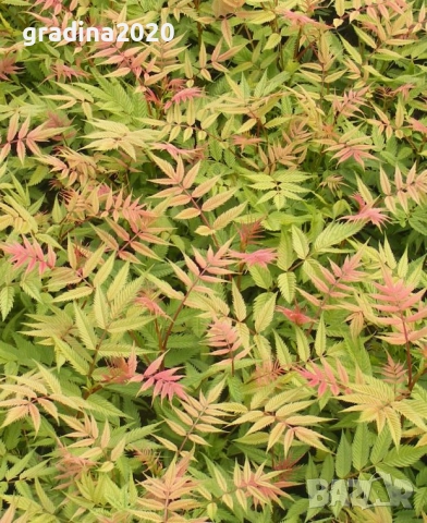 Сорбария Сем - (Sorbaria Sorb."Sem"®), снимка 6 - Разсади - 45041780