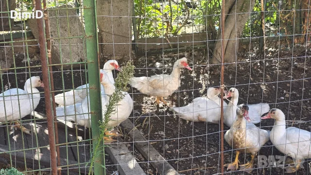 Продавам неми/мускусни патици, снимка 3 - Патици и гъски - 56242216
