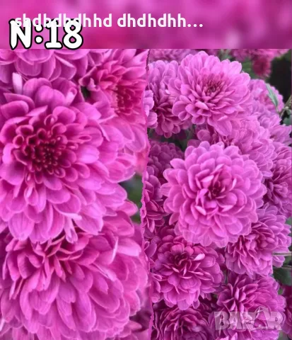 Топ оферта 2.80€ за брой Кълбовидна хризантема , снимка 14 - Градински цветя и растения - 55710783