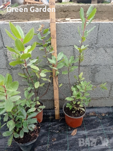 Ягодово Дърбо Арбутус 