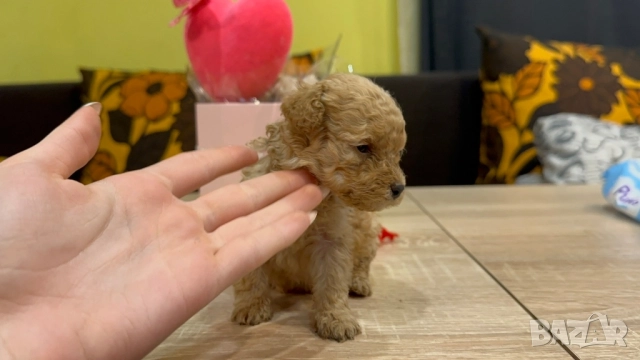 Пудел той , снимка 6 - Пудели - 52500140