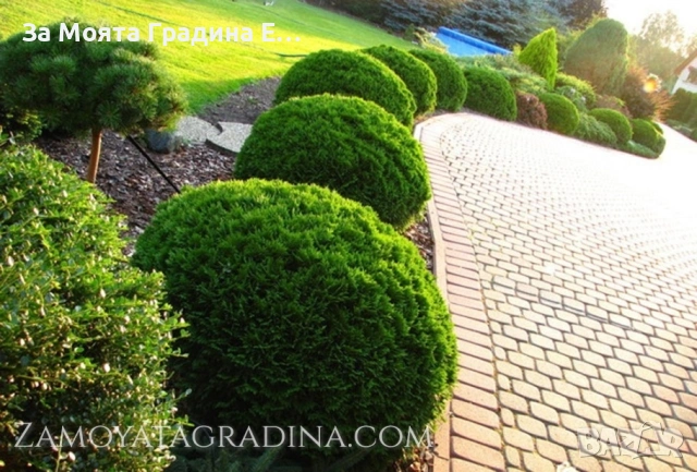 Туя Голд Даника , снимка 2 - Градински цветя и растения - 53634387