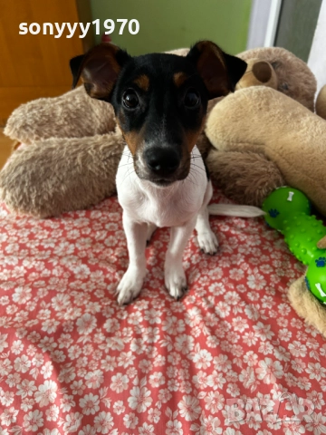 джак ръсел 2712251847, снимка 6 - Джак ръсел териер - 52914484