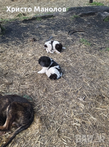 Каракачанско овчарско куче