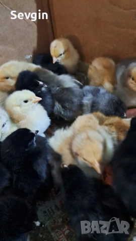 пилета, снимка 2 - други­ - 53641059