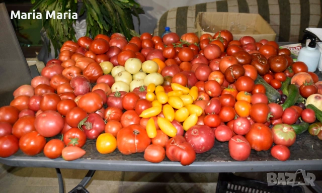 семена на домати /не хибридни/