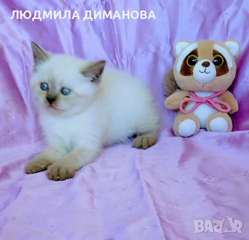 Шотландско момиче със сини очи. , снимка 2 - Британска късокосместа - 56358555