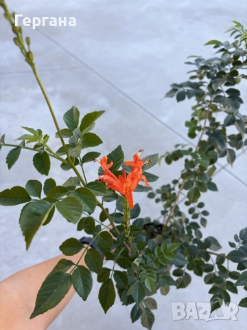 Текома Capensis