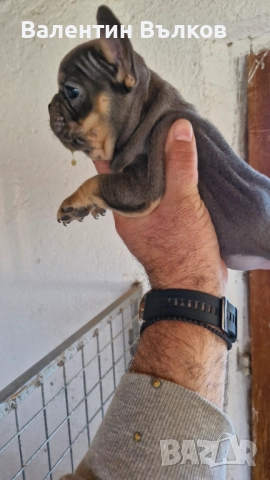 Продавам две  френски булдочета, снимка 9 - Френски булдог - 52897524