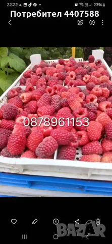 Разсад Ягоди Целогодишни Сортове, снимка 17 - Разсади - 56368977